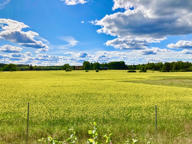 Ledigt språk